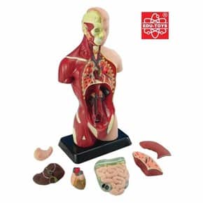 Unique ways to teach Human Anatomy for Children