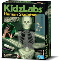 4M - Kidzlabs - Human Skeleton