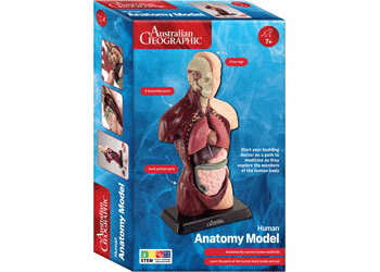 Human anatomy model box with 8-piece internal organ parts
