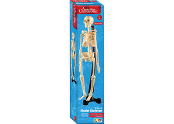 Mini skeleton model, 46 cm height, in retail box packaging