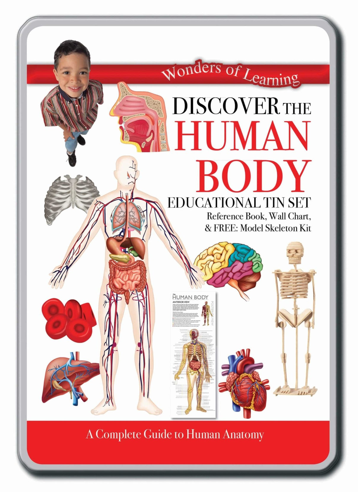 Human body educational tin set with anatomy reference book and skeleton model