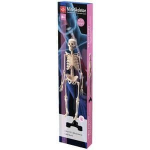 Edu Toys mini skeleton toy 46 cm in box, articulated beige skeleton figure