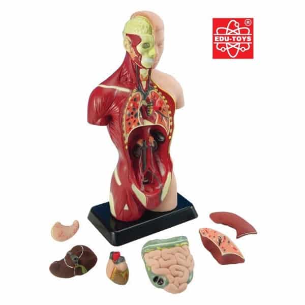 Anatomy model torso with exposed organs and separate brain section on black base