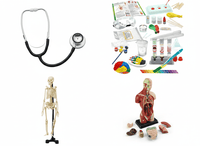 Anatomy education kit with stethoscope, skeleton model, and torso organ pieces