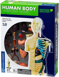 Human body anatomy model kit box with illustrated torso and skeleton parts, 37 pieces
