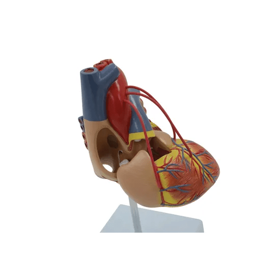 Life-size human heart model, two-part anatomy on stand, side view