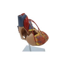 Life-size human heart model, two-part anatomy on stand, side view