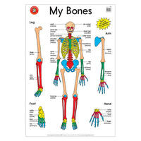 Anatomy bones poster with labeled skeleton and limb diagrams