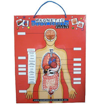 Red magnetic body chart with human anatomy diagram and labeled organs
