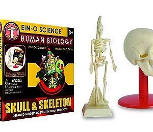 Skull And Skeleton