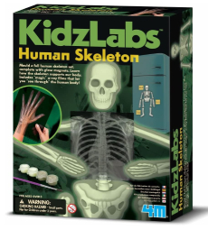 4M – Kidzlabs – Human Skeleton