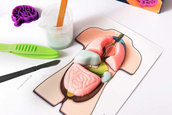 Squishy Organs – Make-Your-Own Squishy Human Body – Fun Science – Stem Experiment Kit
