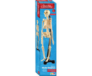 Australian Geographic Mini Skeleton, 46 cm Height