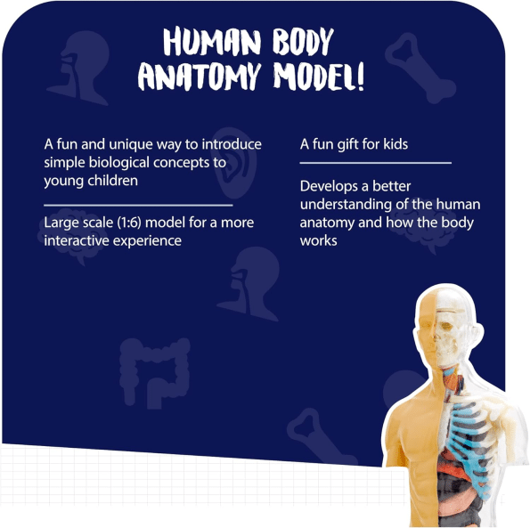 Human Body Anatomy Model Kit (37 pieces)