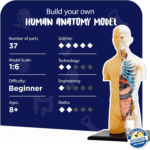 HumanBodyThames_513x670