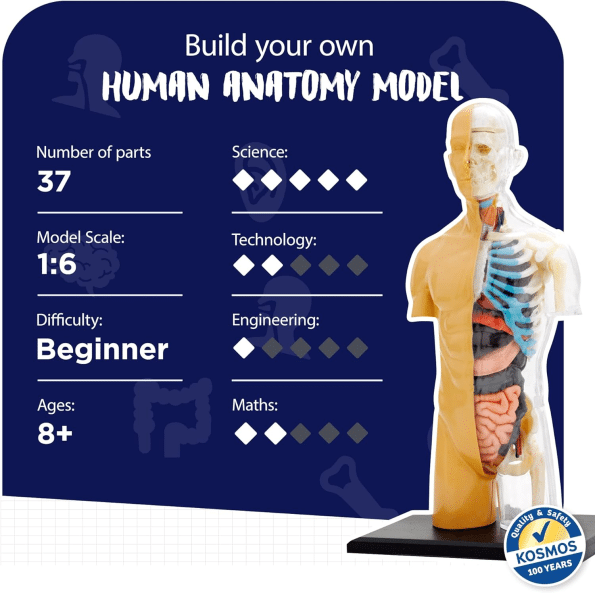 Human Body Anatomy Model Kit (37 pieces)