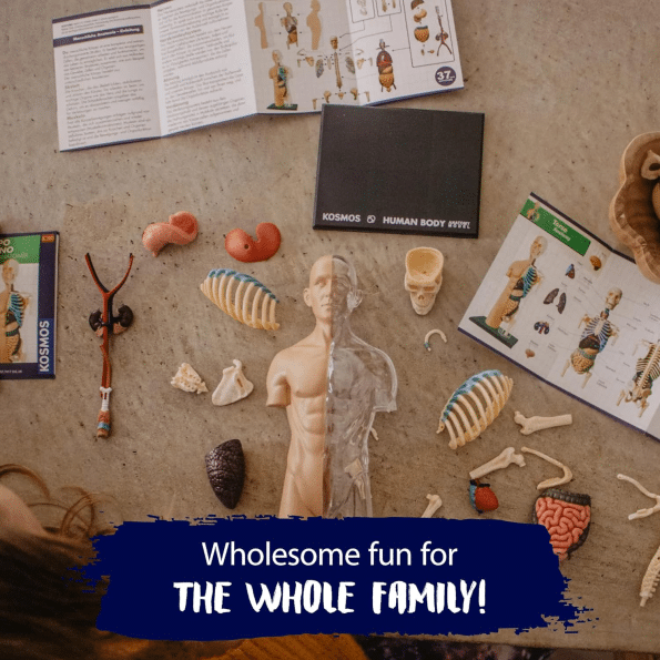 Human Body Anatomy Model Kit (37 pieces)