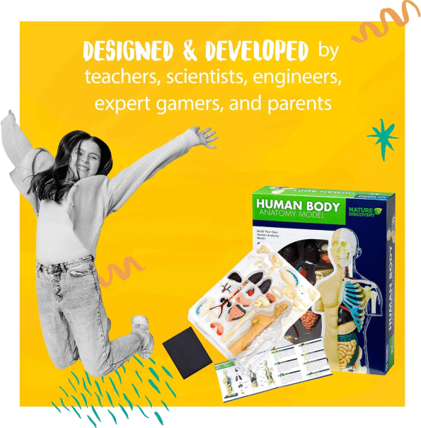 Human Body Anatomy Model Kit (37 pieces)