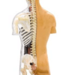 HumanBodyThames_513x670
