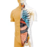 HumanBodyThames_513x670