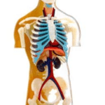 HumanBodyThames_513x670