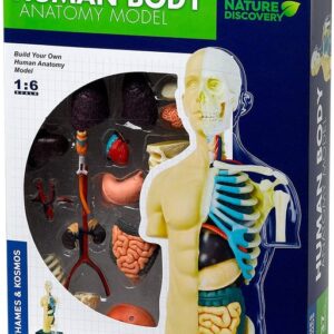 Human Body Anatomy Model Kit (37 pieces)